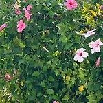 La Rosaleda 17 아파트
