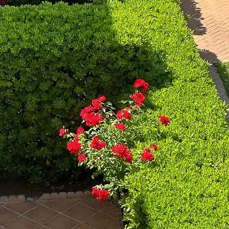 Apartment La Rosaleda 17