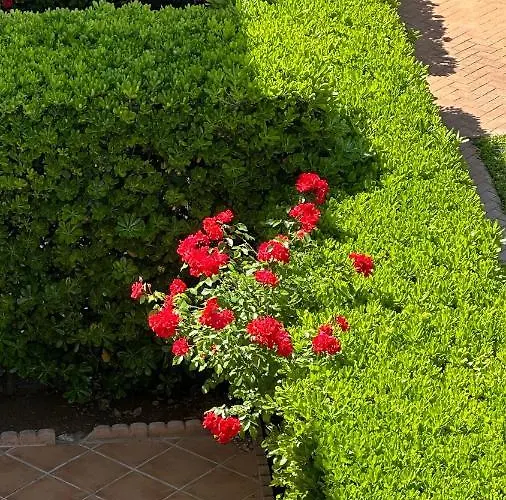 Apartment La Rosaleda 17