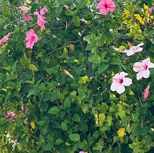 La Rosaleda 17 아파트